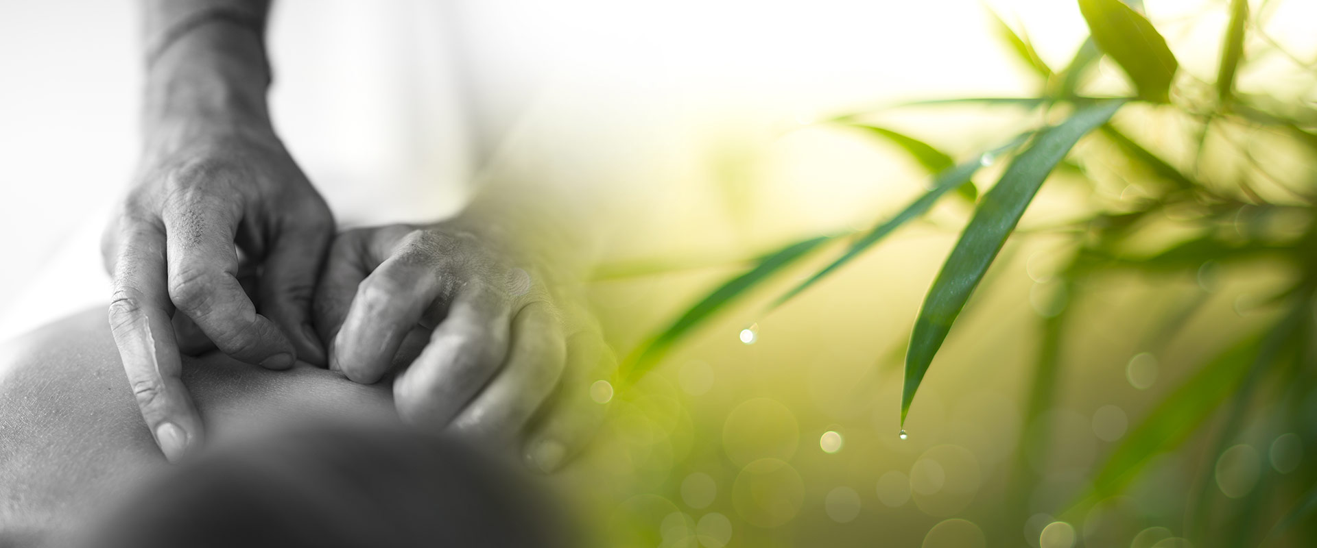 L’innovation par les plantes au service du bien être